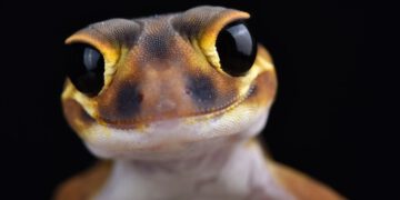 Gecko kündigt schärfere Kontrollen im Handel an