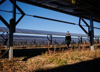 OMV Photovoltaikanlage in der Lobau in Betrieb