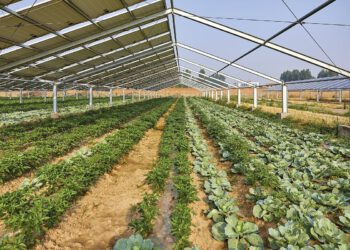 Agro-PV: Das Beste zweier Welten