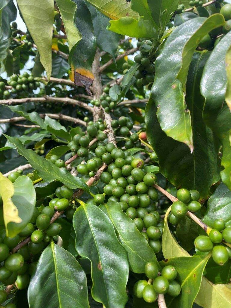 Kaffeeplantage Costa Rica