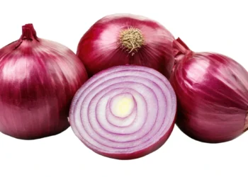 Zwiebeln schützen Solarzellen vor UV-Strahlen