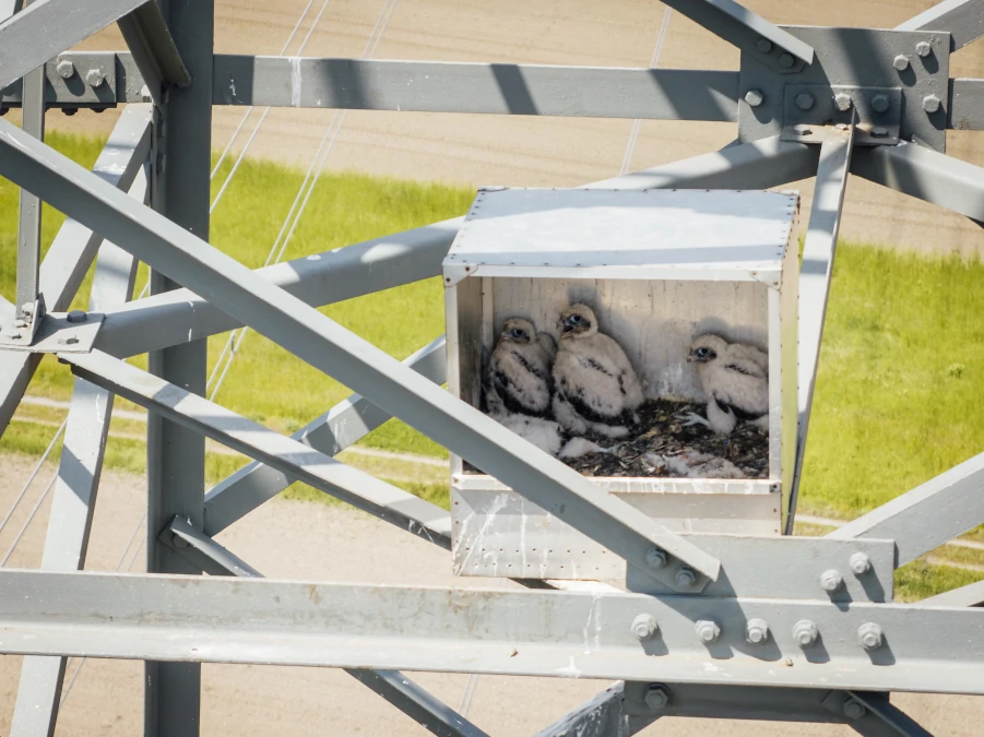Falken-Babys in APG-Nisthilfe