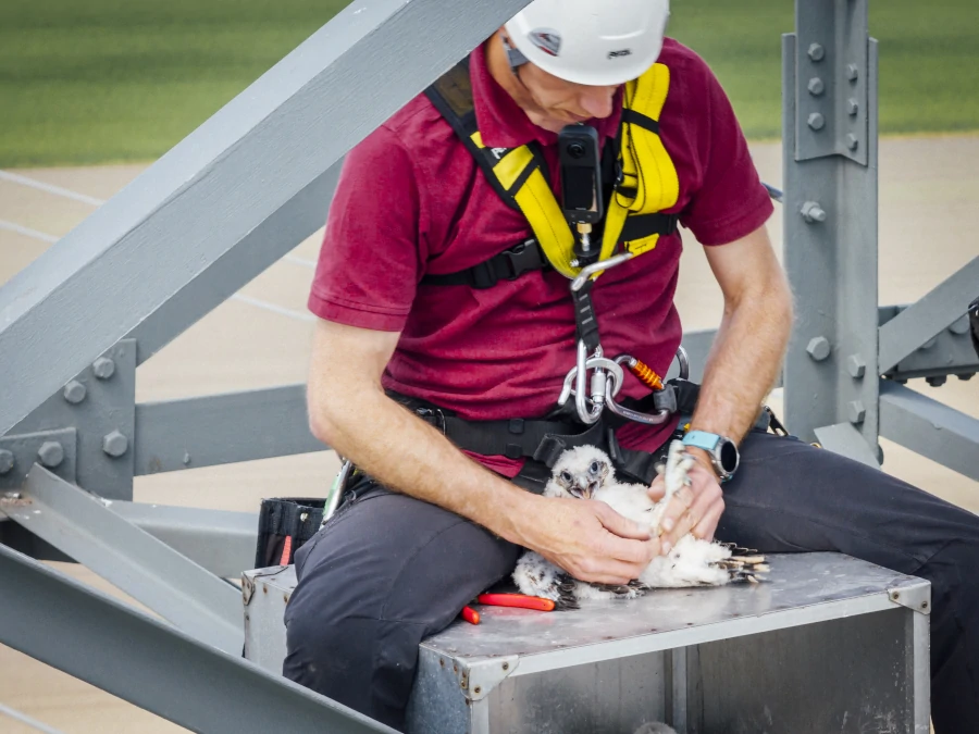 Richard Zink von der Österreichischen Vogelwarte der Vetmeduni Wien beringt in 50 Meter Höhe einen jungen Sakerfalken.