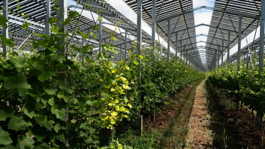 RWA Agri PV Weinanbau in Gaiselberg