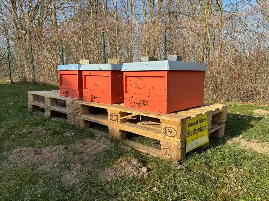 Erste Honigernte bei OBO in Bösperde