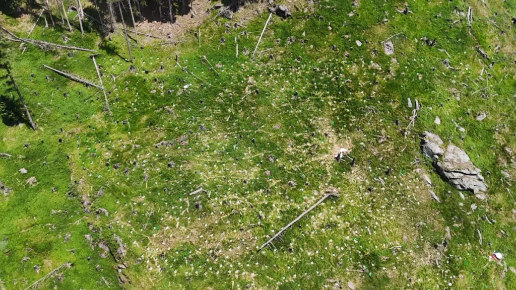 Aufforstungsgebiet nach arbeien. Impressionen vom Klimaschutzwald Mallnitz. Aufforstung Elektron Austria & Signify