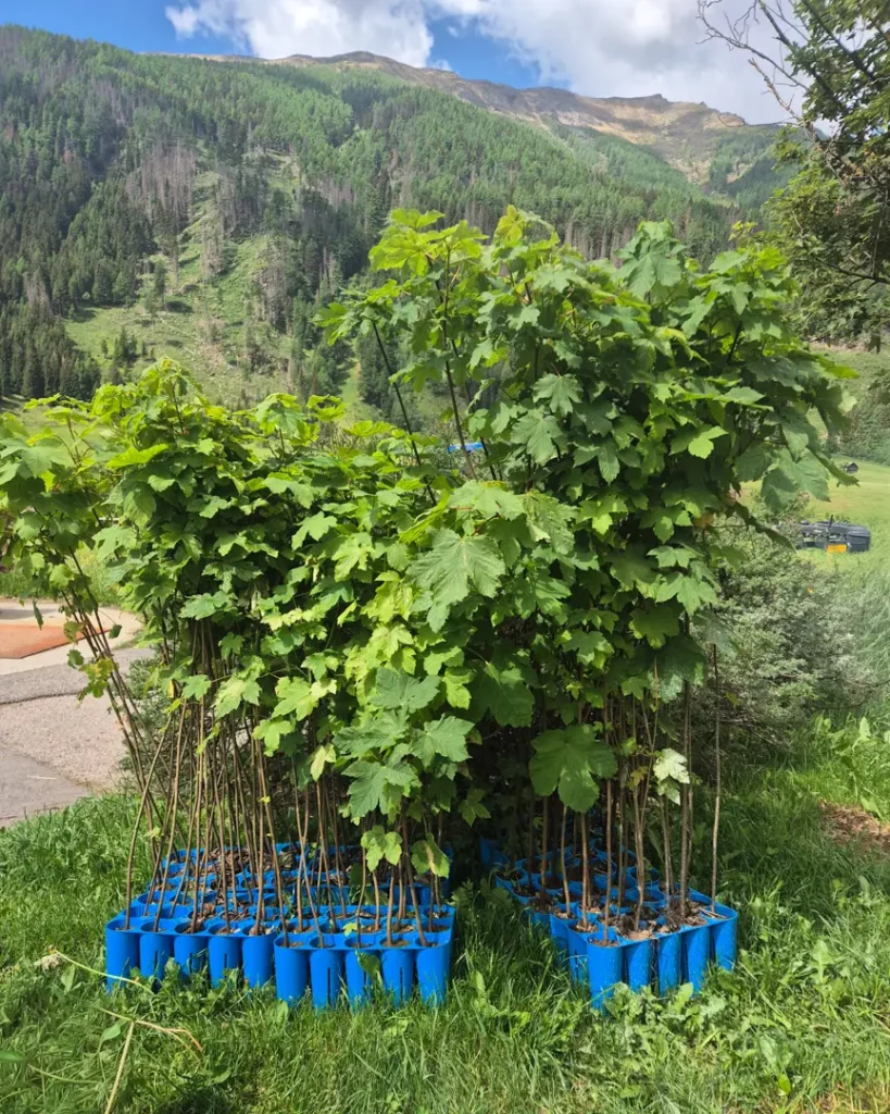 Bergahorn Impressionen vom Klimaschutzwald Mallnitz. Aufforstung Elektron Austria & Signify