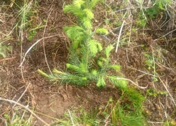 Fichte Impressionen vom Klimaschutzwald Mallnitz. Aufforstung Elektron Austria & Signify