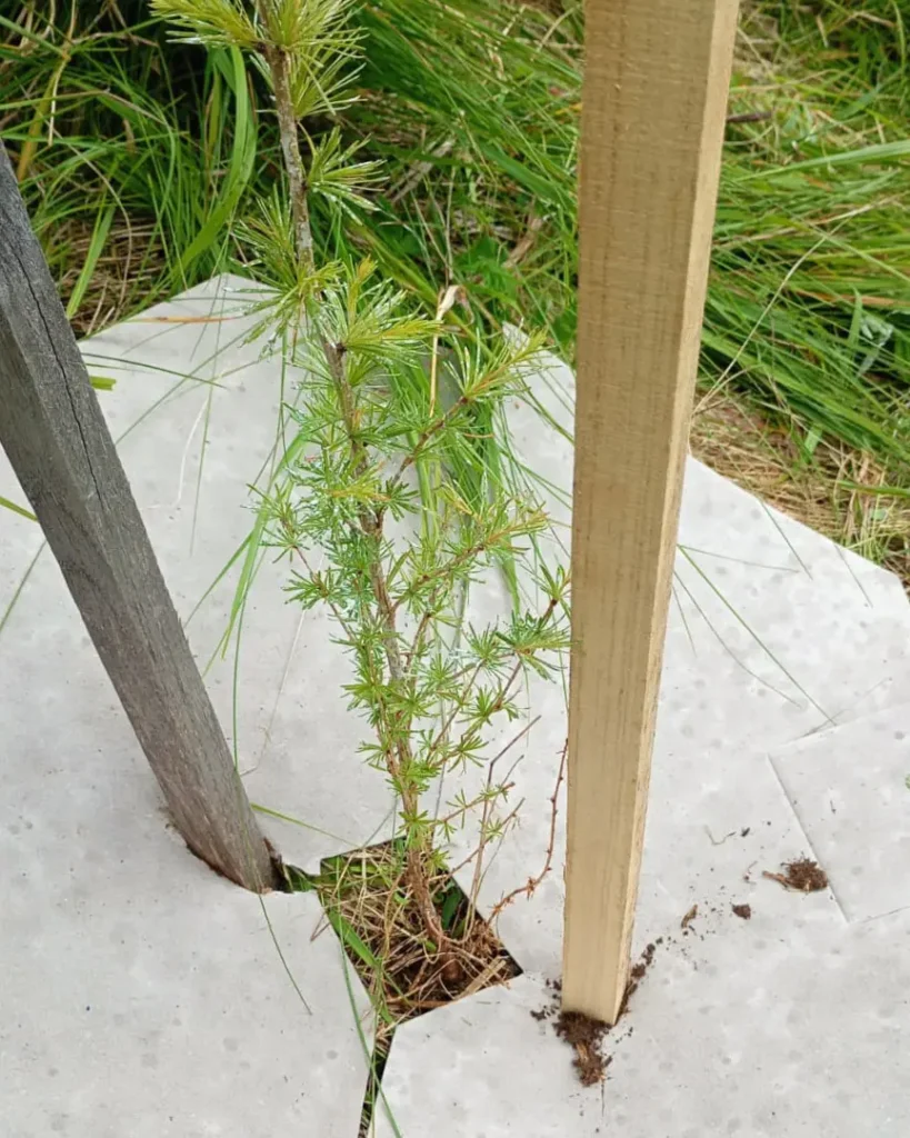 Lärche Impressionen vom Klimaschutzwald Mallnitz. Aufforstung Elektron Austria & Signify