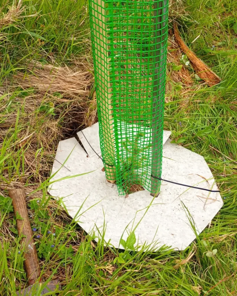 Impressionen vom Klimaschutzwald Mallnitz. Aufforstung Elektron Austria & Signify